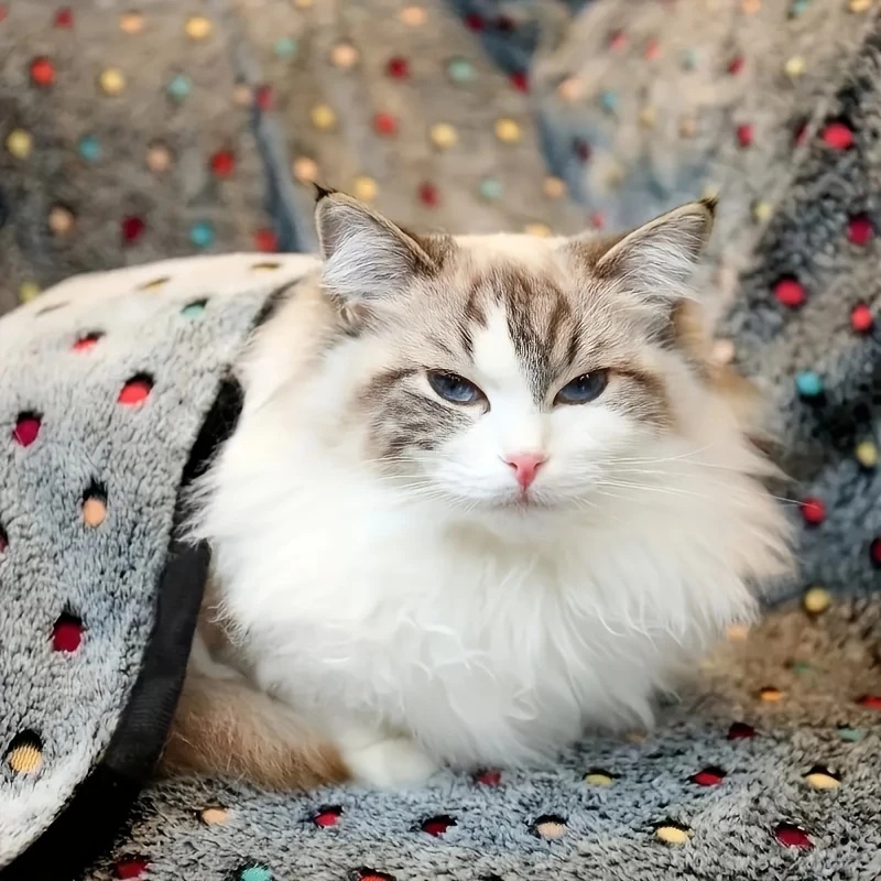 3PCS 부드럽고 폭신한 애완동물 담요 귀여운 도트 무 - Pet Supplies Store 리뷰 및 가격